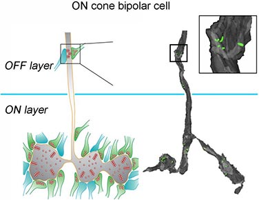 3D-модель нейронов сетчатки